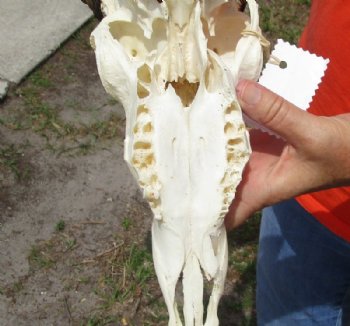 African Impala Skull and Horns <font color=red> Grade B Wholesale</font> with Horns 18 to 21 inches - $89.99 each