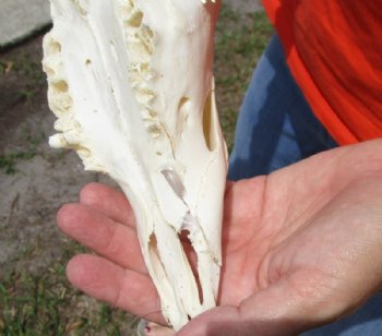 African Impala Skull and Horns <font color=red> Grade B Wholesale</font> with Horns 18 to 21 inches - $89.99 each