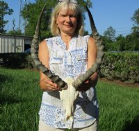 African Impala Skull and Horns <font color=red> Wholesale</font> with Horns 18 to 21 inches -$90 each; 5 or more $80 each