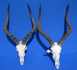 African Impala Skull and Horns <font color=red> Wholesale</font> with Horns 18 to 21 inches -$90 each; 5 or more $80 each