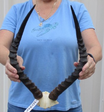 Impala Skull Plate, Cap with Horns 15 to 20 inches - $64.99