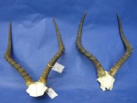 Impala Skull Plate, Ca  with Horns 15 to 20 inches <font color=red> Wholesale</font> - 2 @ $49.99 each 