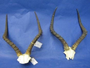 Impala Skull Plates, Caps with Horns<font color=red> Wholesale</font> - 5 @ $45.00 each