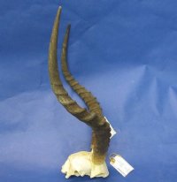 Impala Skull Plate, Cap with Horns 15 to 20 inches - $64.99