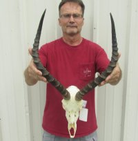 Impala Skulls and Horns