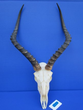Impala Skulls