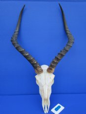 Impala Skull, Impala Skulls