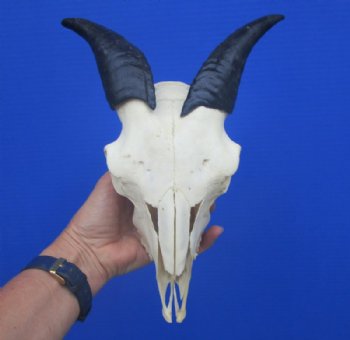 Goat Skull, Goat Skulls