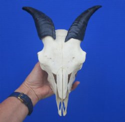 Goat Skull, Goat Skulls