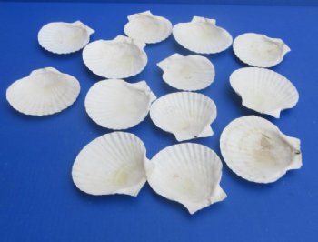  Real Japanese Scallop Shells (Pecten Yessoensis) - 4 to 5 Inches -25 @ .64 each; 50 @ .57 each