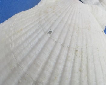 Wholesale Real Japanese Scallop Shells, Bulk Coastal Decor & Baking Shells (3-4") - 400 @ .25 each
