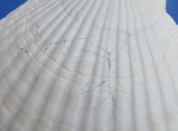 Wholesale Real Japanese Scallop Shells, Bulk Coastal Decor & Baking Shells (3-4") - 400 @ .25 each