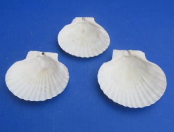 Wholesale Real Japanese Scallop Shells, Bulk Coastal Decor & Baking Shells (3-4") - 400 @ .25 each