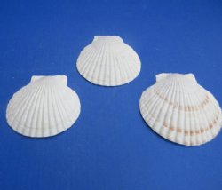 Wholesale Real Japanese Scallop Shells, Bulk Coastal Decor & Baking Shells (4-5") - 275 @ .36 each