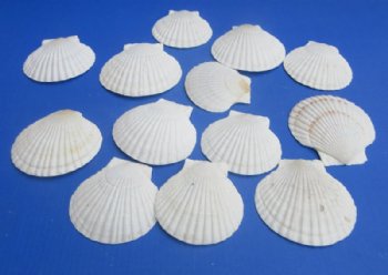  Real Japanese Scallop Shells (Pecten Yessoensis) - 4 to 5 Inches -25 @ .64 each; 50 @ .57 each