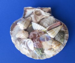 4 inches Great Scallop Shell Gift Packs <font color=red> Wholesale</font>  with Assorted Seashells - 100 @ $1.12 each 