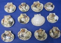 4 inches Great Scallop Shell Gift Packs <font color=red> Wholesale</font>  with Assorted Seashells - 100 @ $1.12 each 