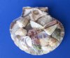 4 to 5 inches Great Scallop Shell Gift Pack filled with Pretty Mixed Seashells for Beach Wedding  Favors - Packed 3 @ $2.20 each Pack of 12 @ $1.95 each