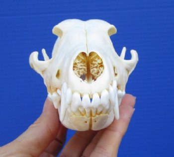 Jackal Skull, Jackal Skulls