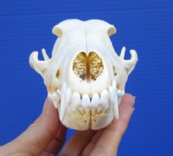 Jackal Skull, Jackal Skulls