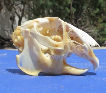 Jackrabbit Skulls, Jackrabbit Skull