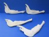 12 to 15 inches <font color=red> Wholesale</font> Authentic African Greater Kudu Jaw Bones for Sale - Pack of 12 @ $7.50 each