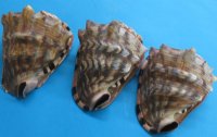5 to 5-3/4 inches King Helmet Shell for Sale, Cassis tuberosa - Pack of 1 @ $6.50 each; Pack of 3 @ $4.40 each