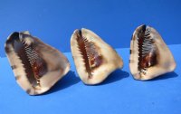 7 to 7-3/4 inches Large King Helmet Shells for Sale, a triangular shaped seashell - you will receive one that looks <font color=red> similar</font> to those pictured for $11.99 each