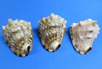 7 to 7-3/4 inches Large King Helmet Shells for Sale, a triangular shaped seashell - you will receive one that looks <font color=red> similar</font> to those pictured for $11.99 each