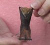 2-1/2 inches Preserved Mummified Clear-Winged Woolly Bat for Sale in their natural upside down resting position (kerivoula pellucida) - <font color=red> $22.99</font> Plus $5.50 First Class Postage