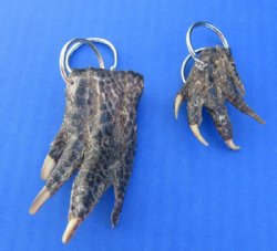 Genuine Alligator Foot Keychain (1.5"-3.50")- 10 @ $3.90 each 