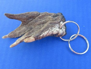 Genuine Alligator Foot Keychain (1.5"-3.50")- 10 @ $3.90 each 