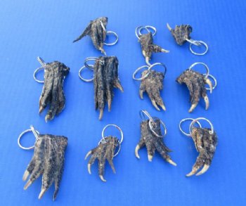 Genuine Alligator Foot Keychain (1.5"-3.50")- 10 @ $3.90 each 