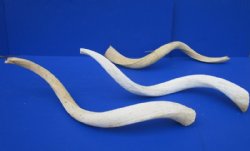 Grade B Quality Unpolished Kudu Horn Bone Cores <font color=red> Wholesale</font> - 5 @ $18 each