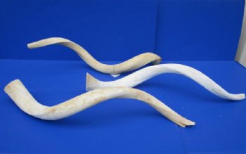 Grade B Quality Unpolished Kudu Horn Bone Cores <font color=red> Wholesale</font> - 5 @ $18 each