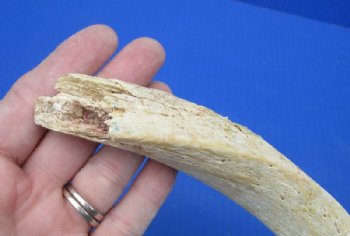 Grade B Quality Unpolished Kudu Horn Bone Cores <font color=red> Wholesale</font> - 5 @ $18 each