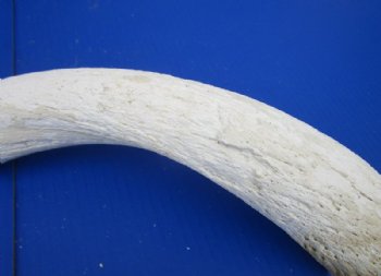 Grade B Quality Unpolished Kudu Horn Bone Cores <font color=red> Wholesale</font> - 5 @ $18 each