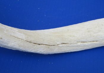 Grade B Quality Unpolished Kudu Horn Bone Cores <font color=red> Wholesale</font> - 5 @ $18 each