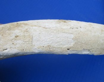 Grade B Quality Unpolished Kudu Horn Bone Cores <font color=red> Wholesale</font> - 5 @ $18 each