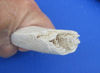 Grade B Quality Unpolished Kudu Horn Bone Cores <font color=red> Wholesale</font> - 5 @ $18 each