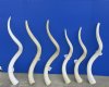 30 to 34-7/8 inches <font color=red>Wholesale </font>Unpolished White Kudu Inner Horn Core, Inner Bone - You will receive 4 that looks<font color=red> similar</font> to those pictured - Wholesale Pack of 4 @ $24.50 each