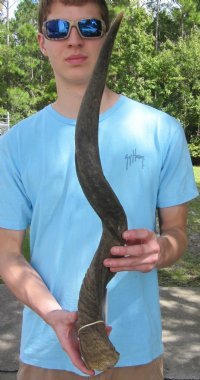 Kudu Horns 15 inches to 45 inches