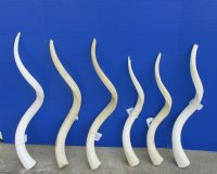 White Kudu Horns, Inner Bone Core