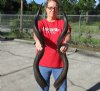 30 to 34 inches Wholesale Matching Pairs of Authentic African Kudu Horns for Sale - $120.00 a pair 