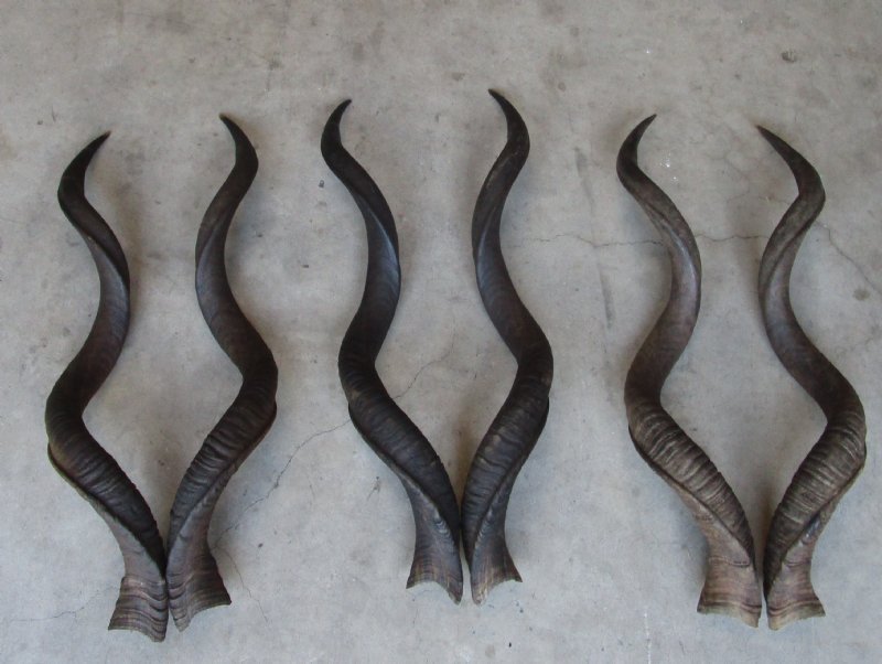 30 to 34 inches Wholesale Natural Kudu Horn Matching Pairs for Sale