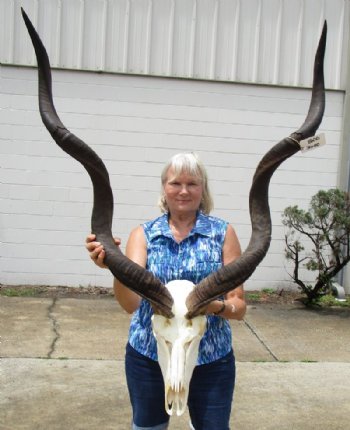 Animal Skull With Horns