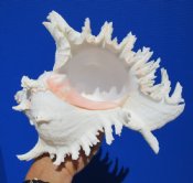 Ramose Murex 