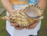 Triton Trumpet Shells