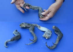  Large North American Iguana Legs for Sale Preserved in Formaldehyde, 10 to 12 inches - 5 @ <font color=red> SALE $1.50 each Wholesale </font>.