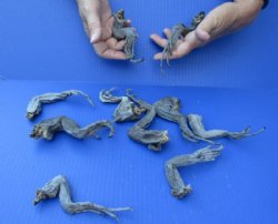 Medium North American Iguana Legs, Formaldehyde Cured, 6 to 9 inches - 10 @ <font color=red> SALE 1.00 each Wholesale </font> 